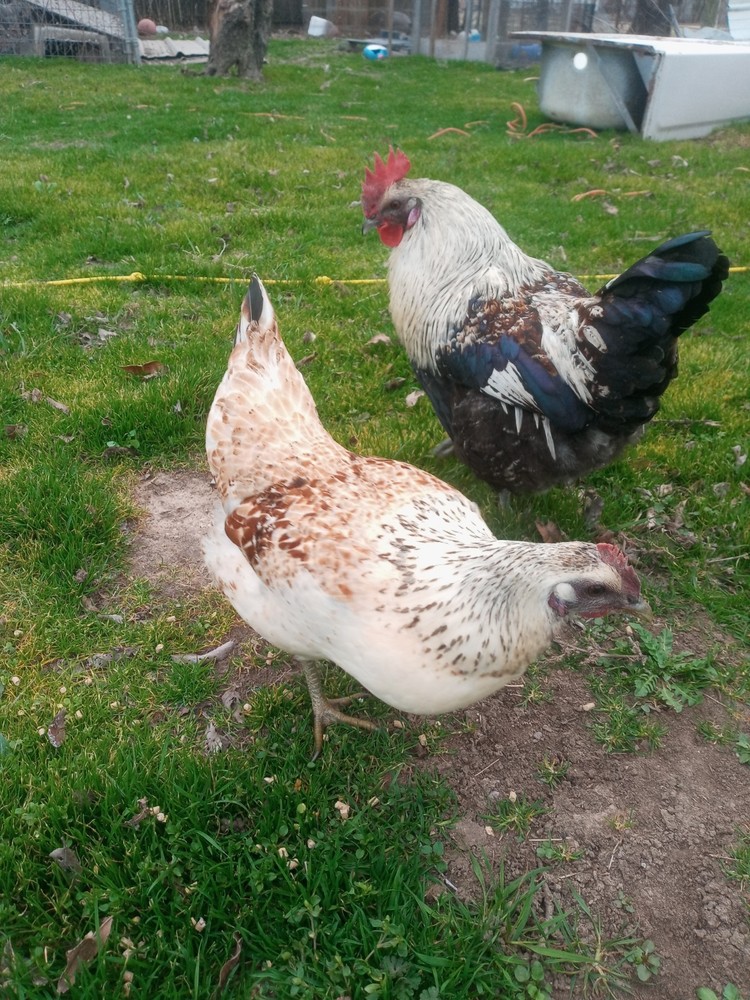 6+ Mosaic Hatching Eggs