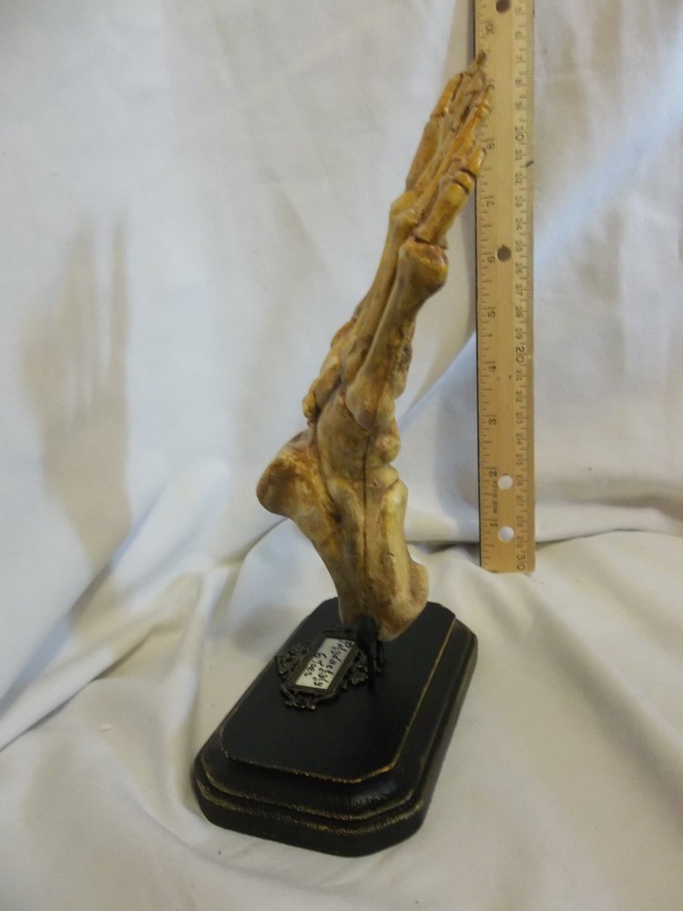 6/Six Digits Toes Polydactyly Skeleton Foot Sideshow Gaff Oddity Curiosity OOAK