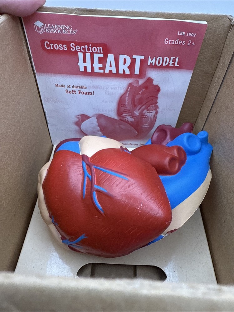 Learning Resources Cross Section HEART Model Soft Foam Grades 2+