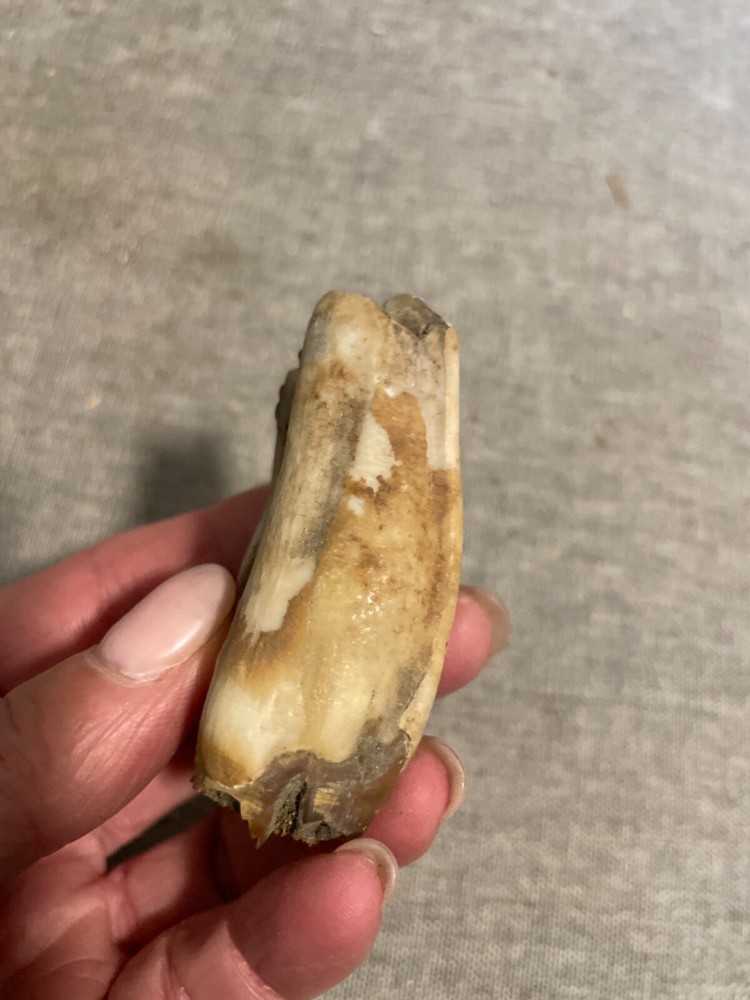 ice age horse tooth