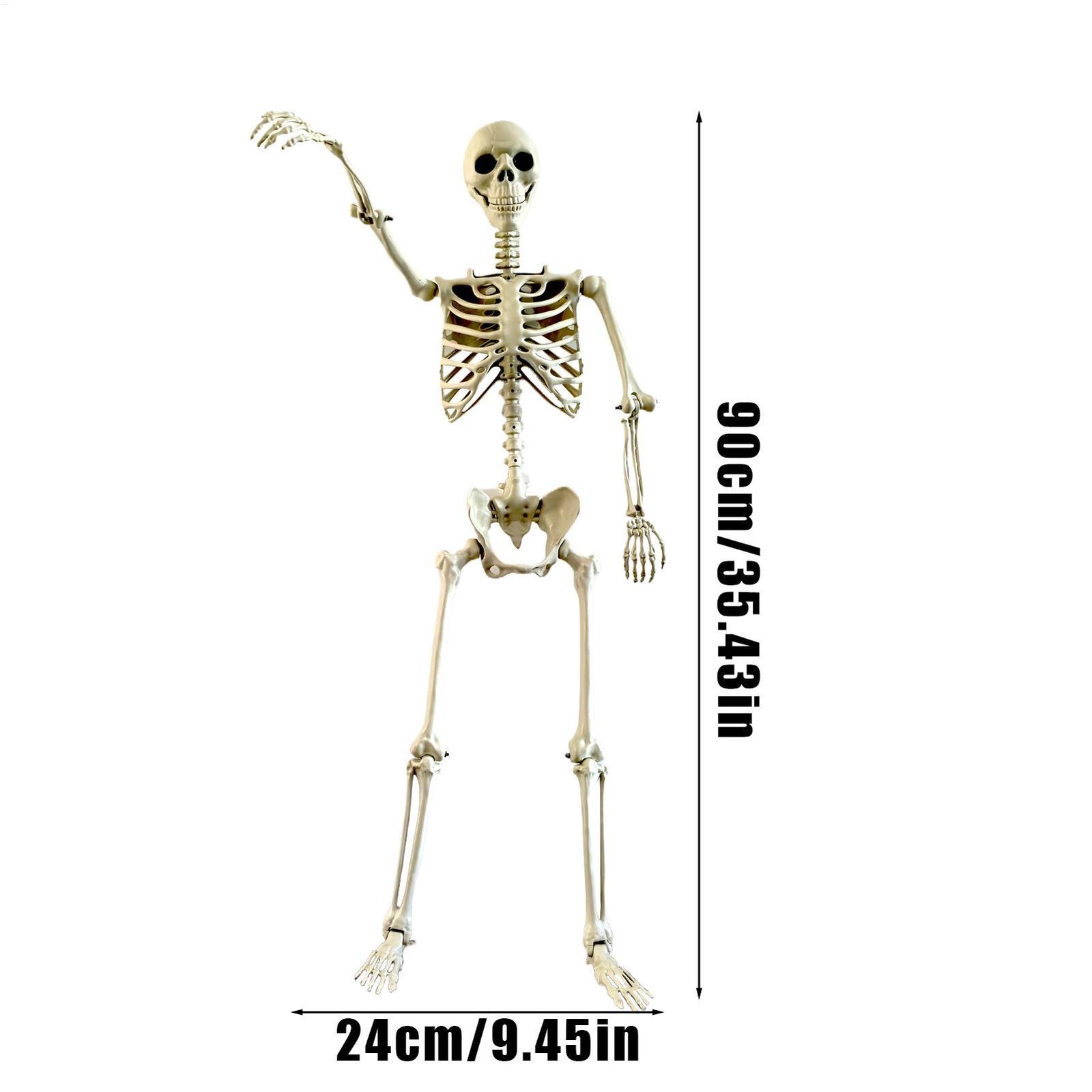 Halloween Realistic Body Bones Life Size Human Skeleton with Posable Joints