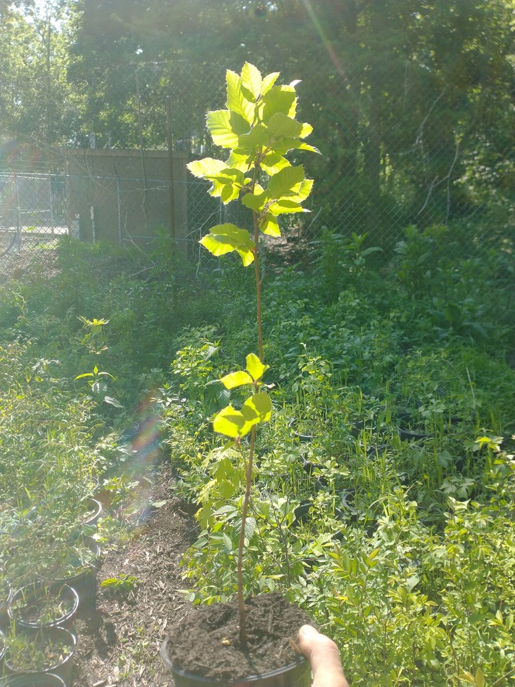European Beech (Fagus sylvatica)