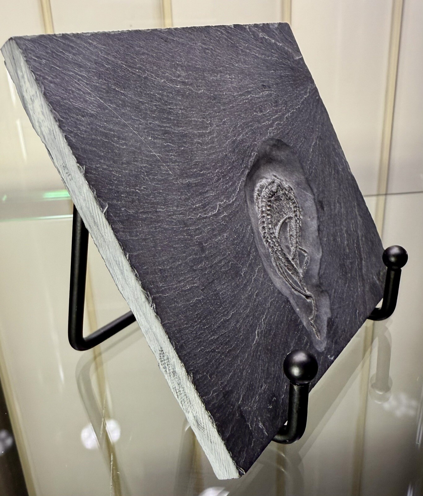 Bundenbachia Beneckei Starfish Fossil ~ Bundenbach Germany ~ Devonian Period