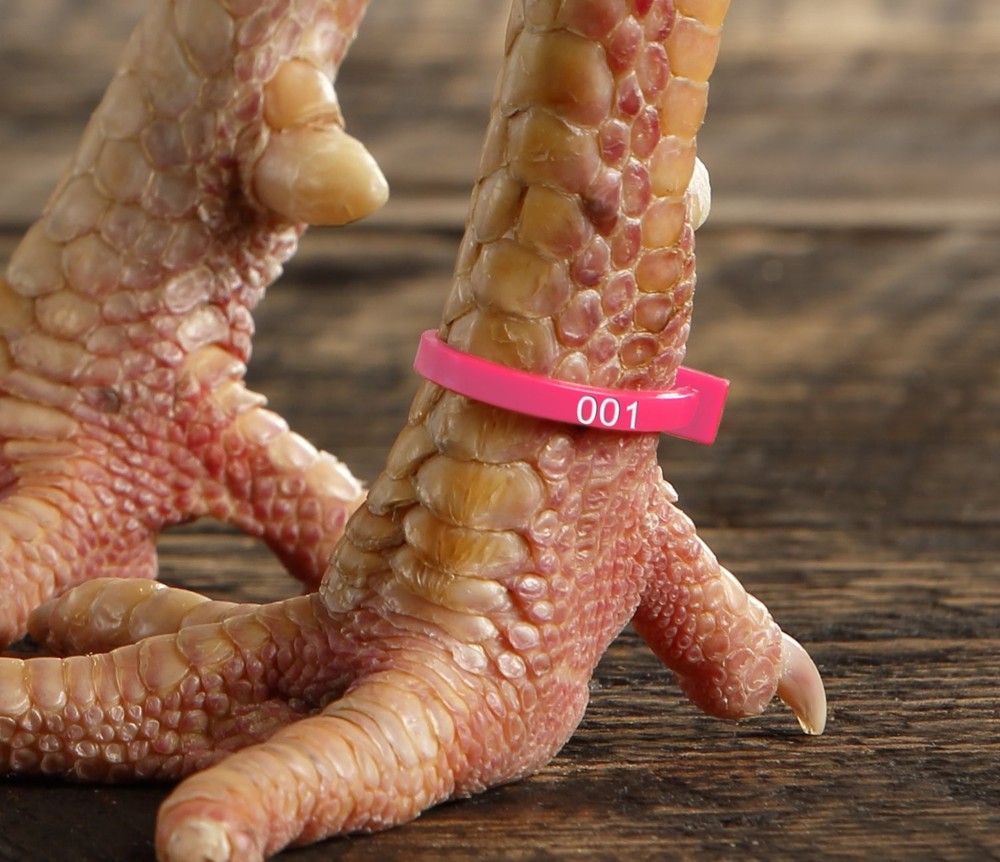 Numbered Poultry Leg Bands Fluorescent Chicken Tags 50 Pack
