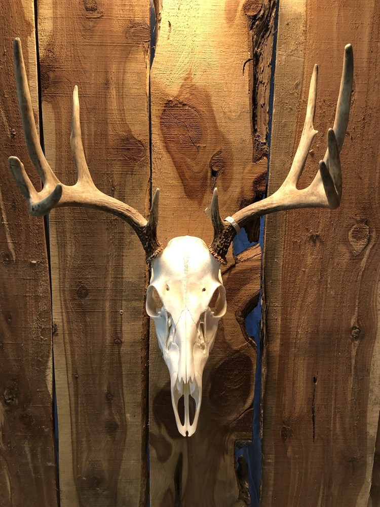 european skull mount hanger