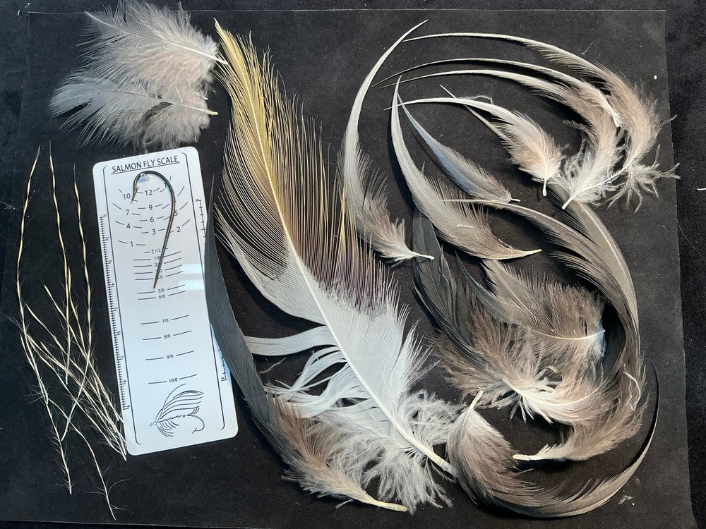 African Crowned Crane