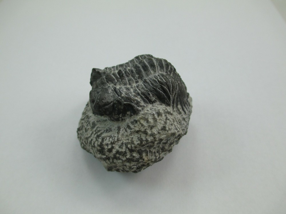 Trilobite Fossil Authentic? 008F
