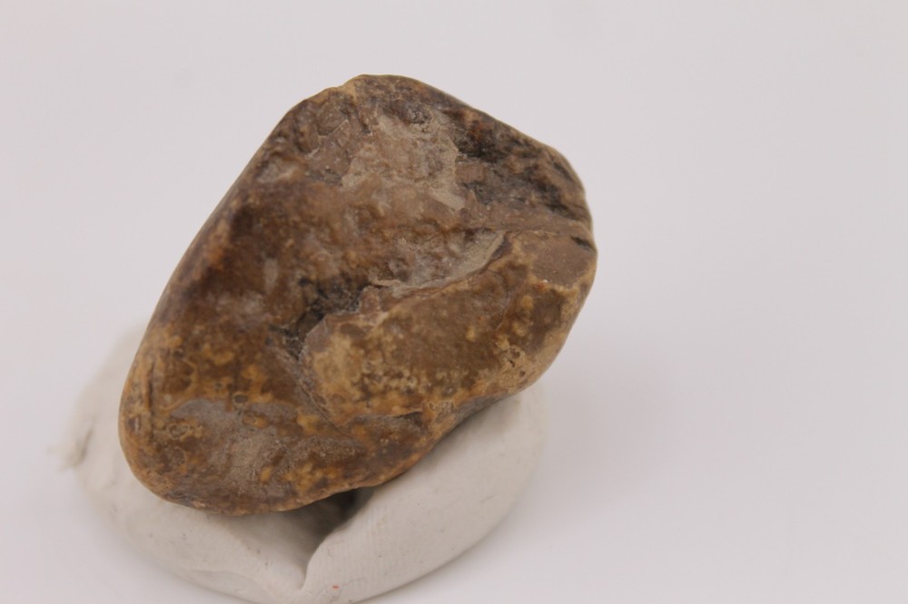 Real Permineralized Reptile Egg Fossil