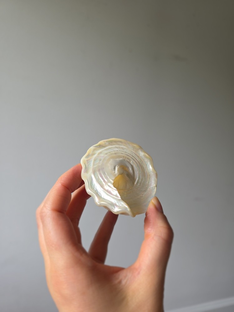 Iridescent Seashell Decorative Accent - Pearl White