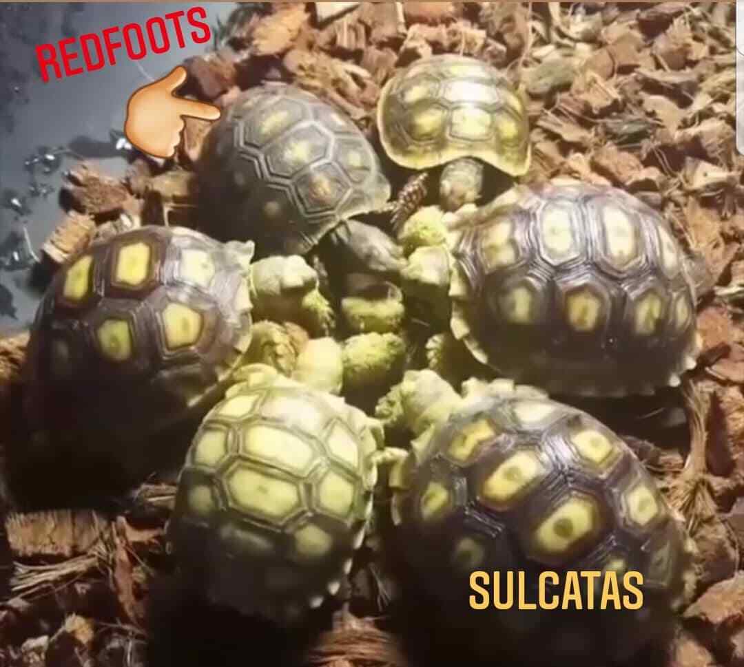 Tortoise Iguana Reptile Food DIET FRESH from bulk Choose Size!!!