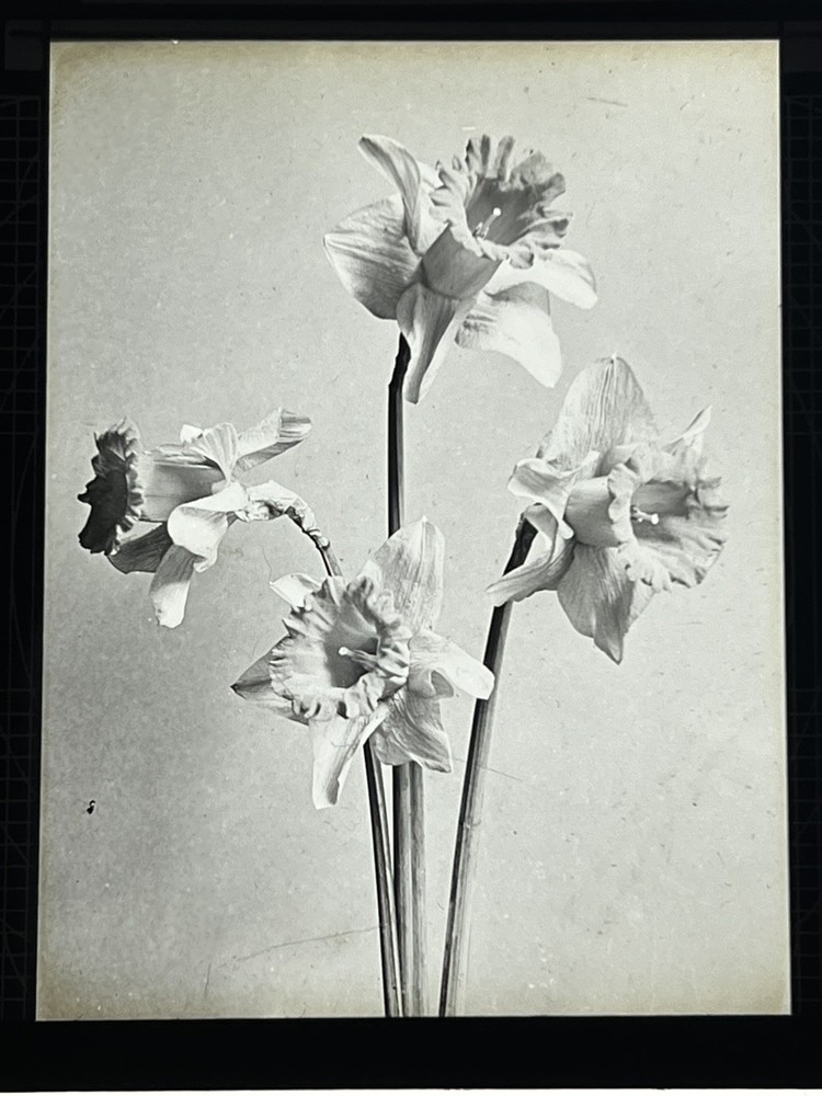 Magic Lantern Slide still life daffodil 🌼