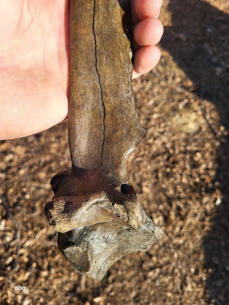 Historic Bison thoracic vertebra