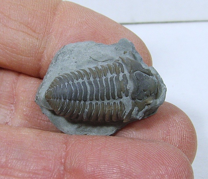 Flexicalymene Trilobite #24
