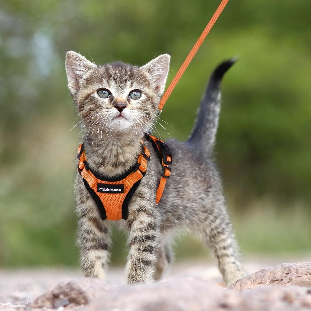 rabbitgoo Cat Harness and Lead Escape Proof Adjustable Reflective Vest Orange