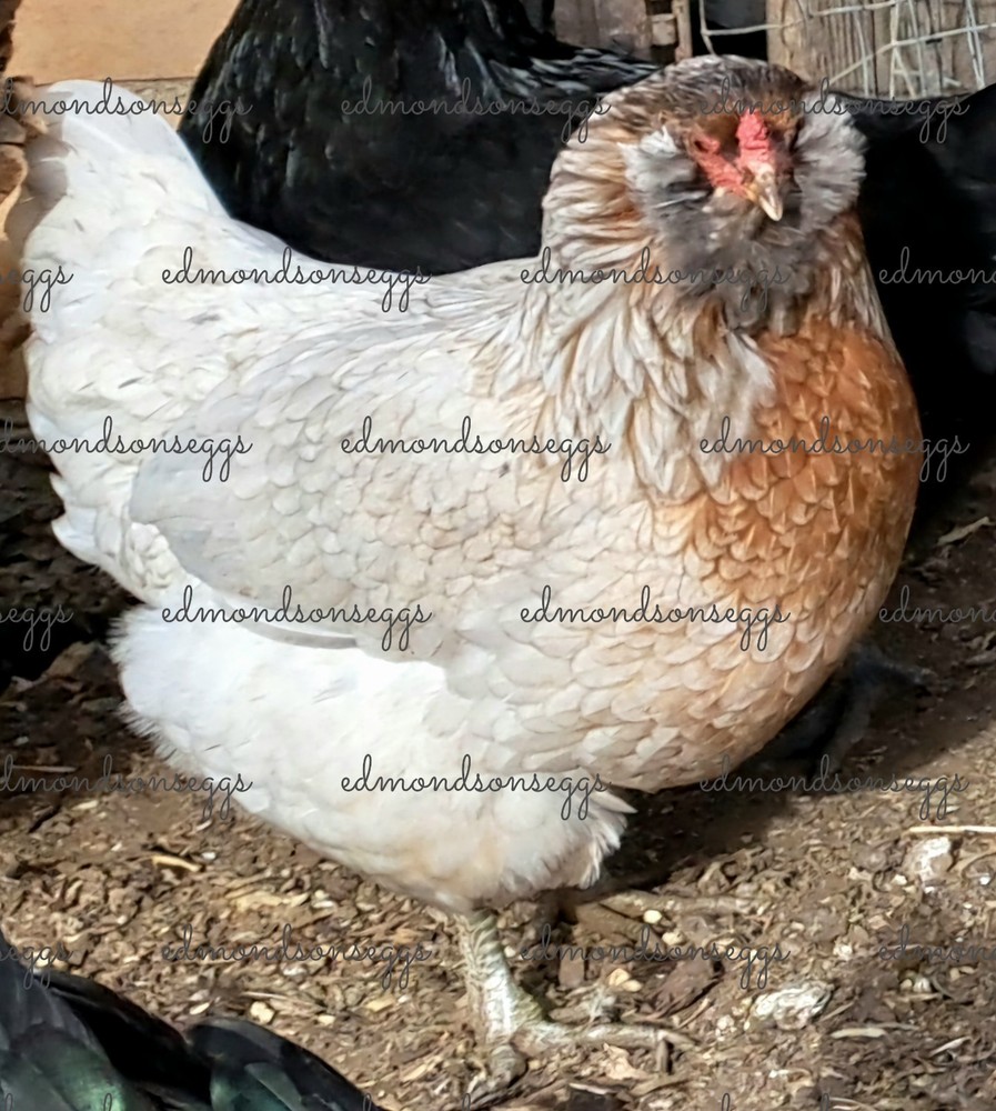12 Colorful Hatching EGGS.multi Gen Olive EGGER Easter Egger Free Ranging Mix