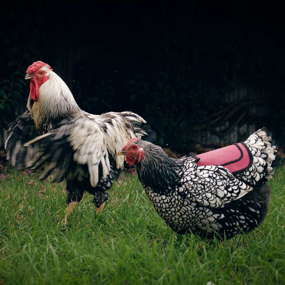 OFFICIAL DOWN UNDER OUTDOORS Medium-Large Chicken Saddle with Shoulder Covers