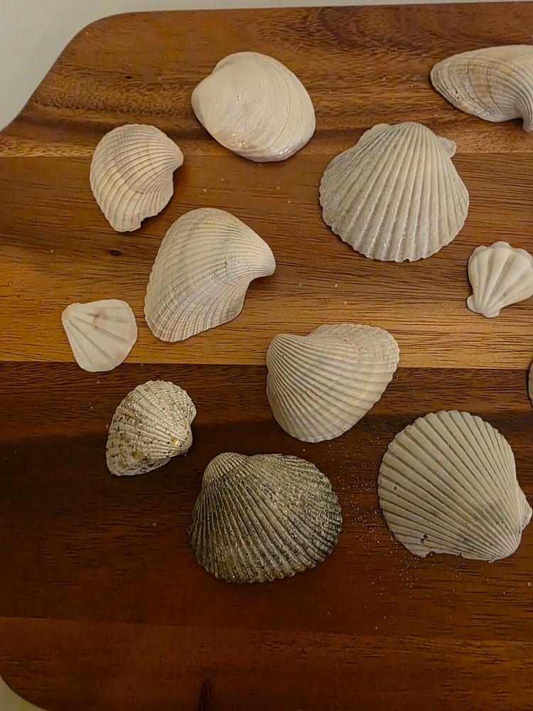 Ocean Seashell Lot - Estate Find