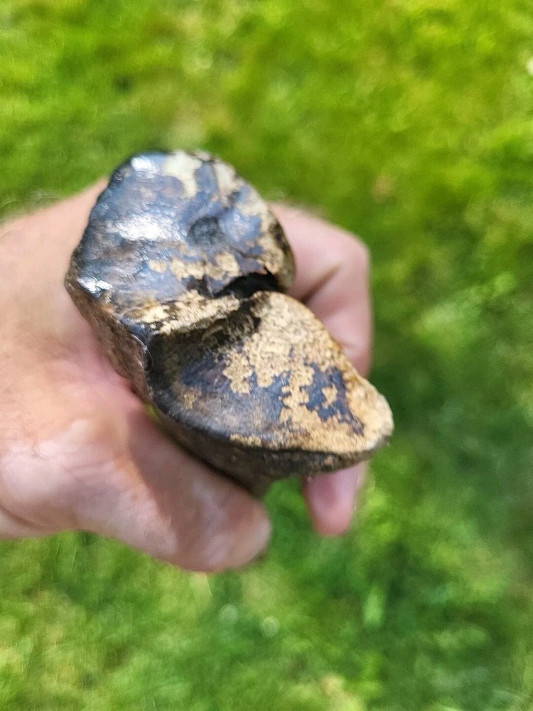 Bison metacarpal Historic bison foot bone