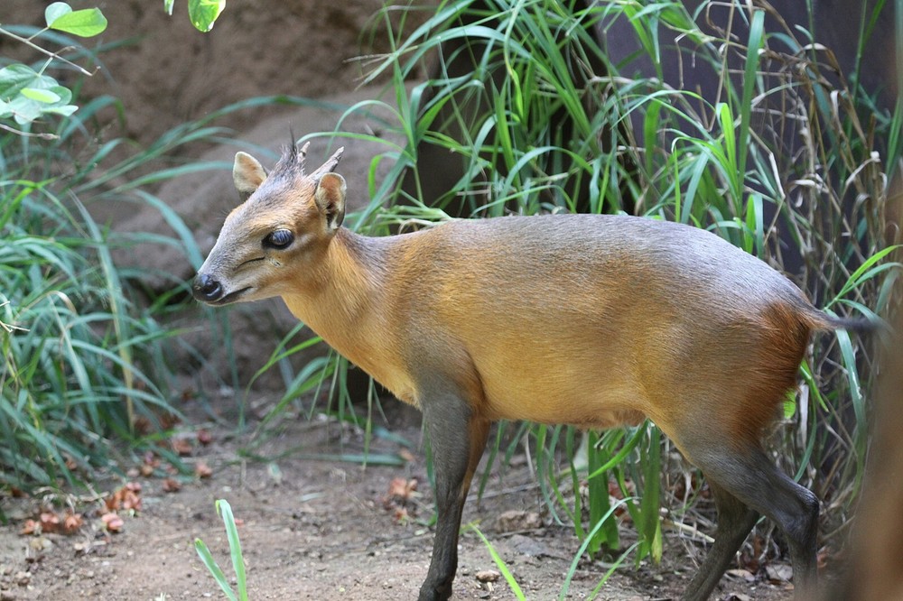 Duiker Taxidermy Reference Photo Cd