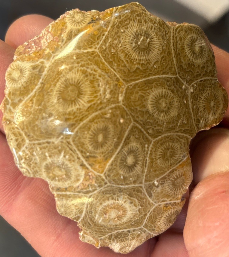 Petrified Coral End Polished