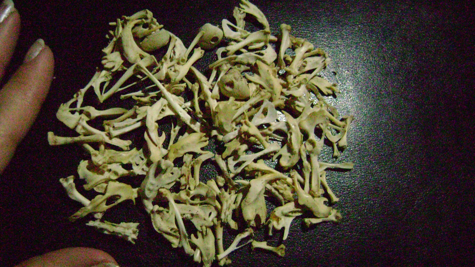 100 REAL RAT BONES taxidermy OCCULT ART crafts STEAMPUNK LOT animal skeleton