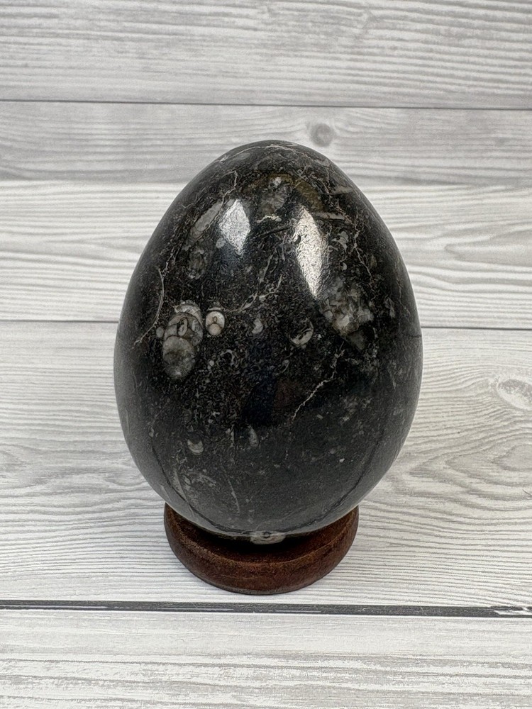 Orthoceras Fossil Stone Egg 8cm Devonian Moroccan Specimen