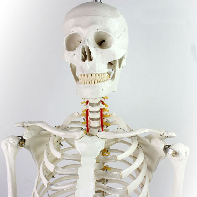 Education Model Anatomical Human Skeleton Nurse Training Display Teach Lab Study