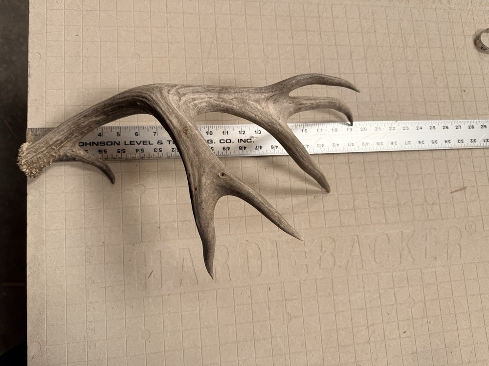 Mule Deer Shed ~ Deer Antler ~ Decor