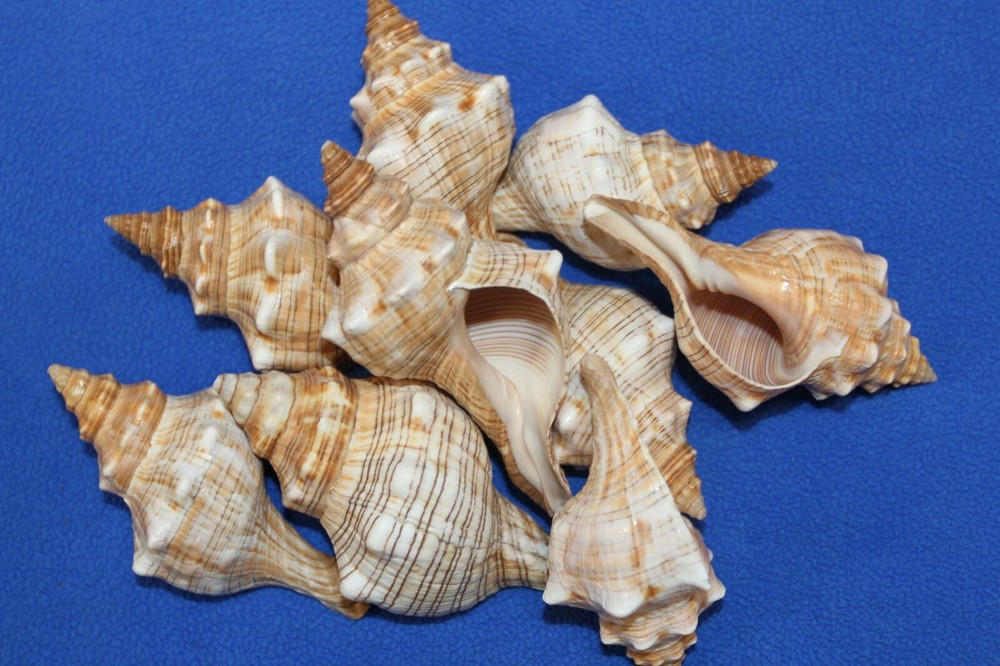 1st Quality Fox Sea Shells 3 4 inch Sizes, Shell Crafts - SS-164