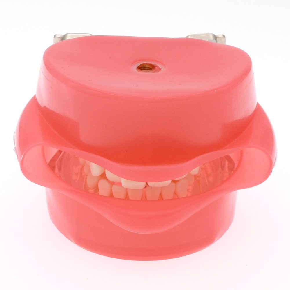 Dental Typodont Standard Teeth Model Soft Gum Simulation Cheek 28Pcs Removable