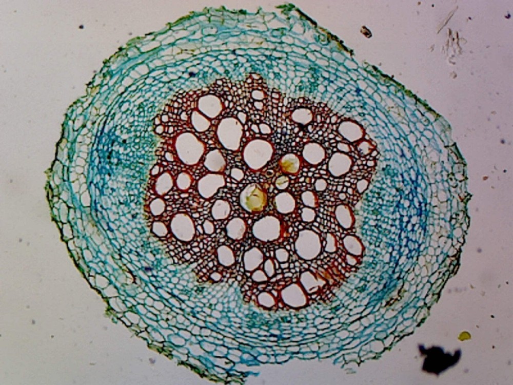 Slide, Angiosperm Root; Dicot; Showing General Structures; Cross Section