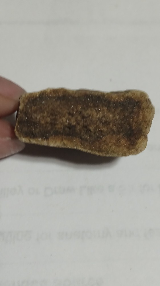 Fossilized Mammal Bone Fragment