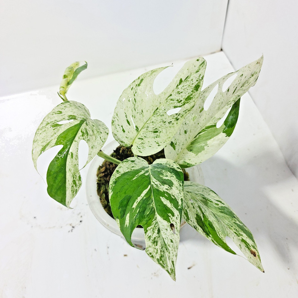Epipremnum Marble Thailand Variegated Free Phyto
