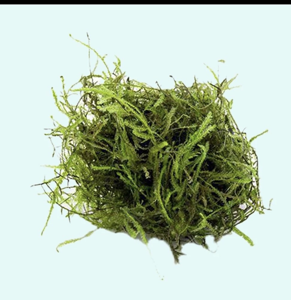 Java Moss "Taxiphyllum Barbieri" Live Aquarium Plants
