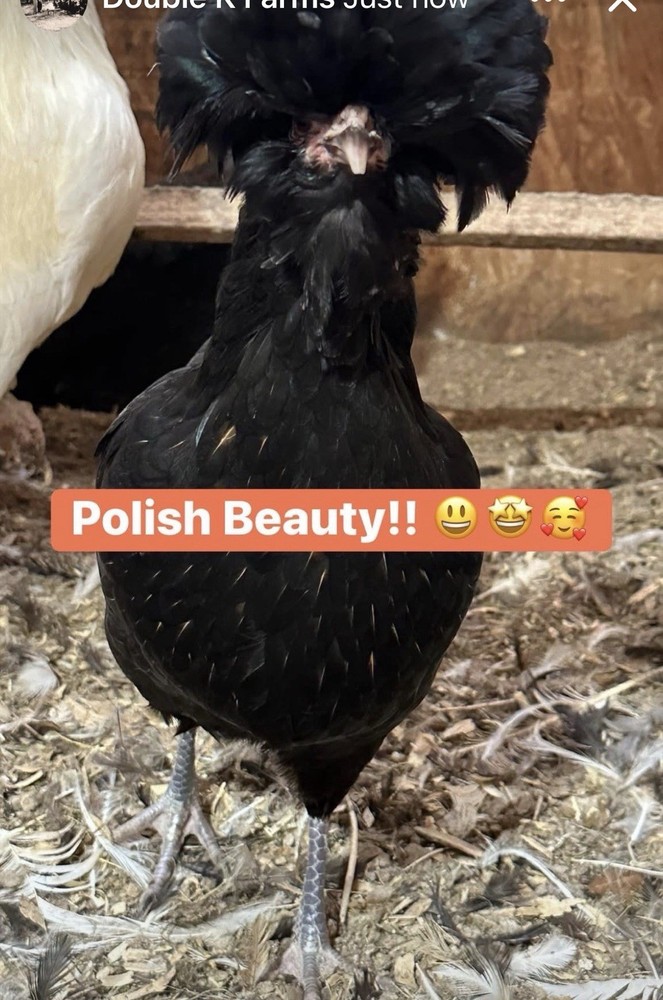 6 Polish Chicken Hatching Eggs (NPIP Certified)