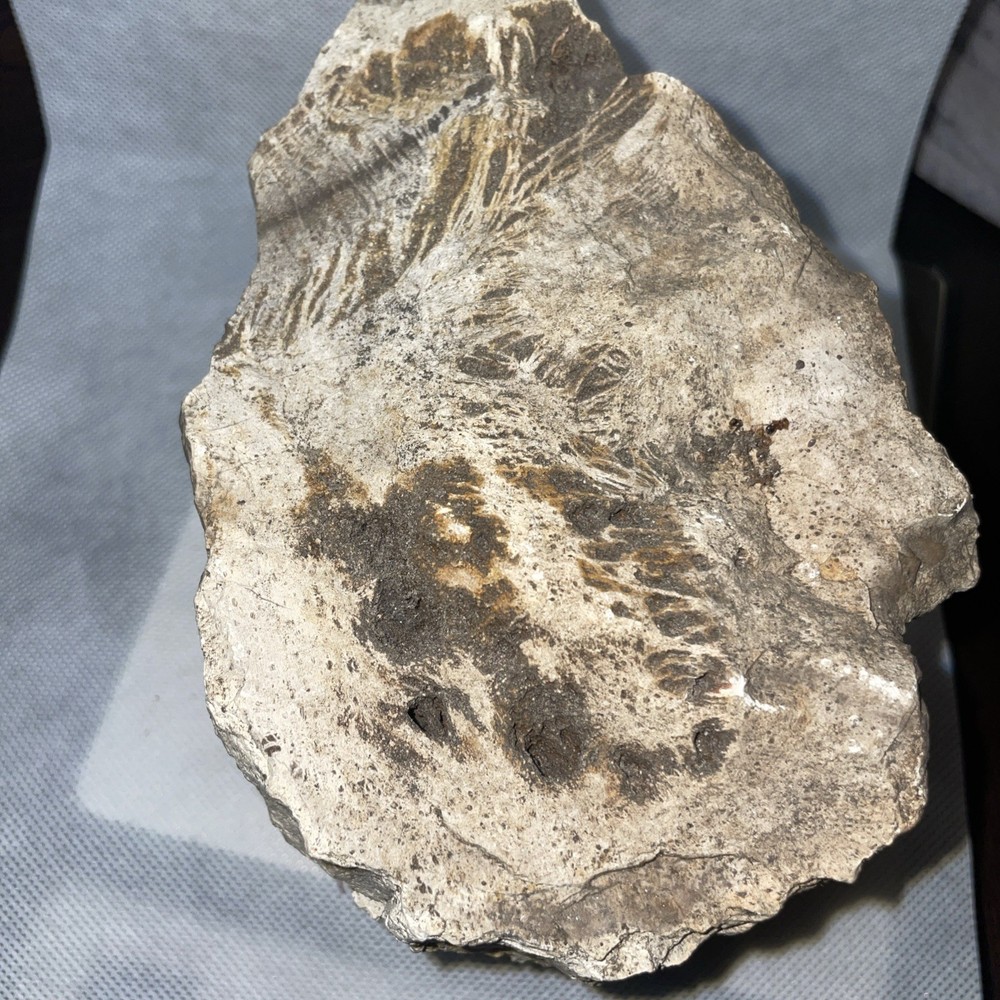 Petrified Wood. 4.705 Lbs