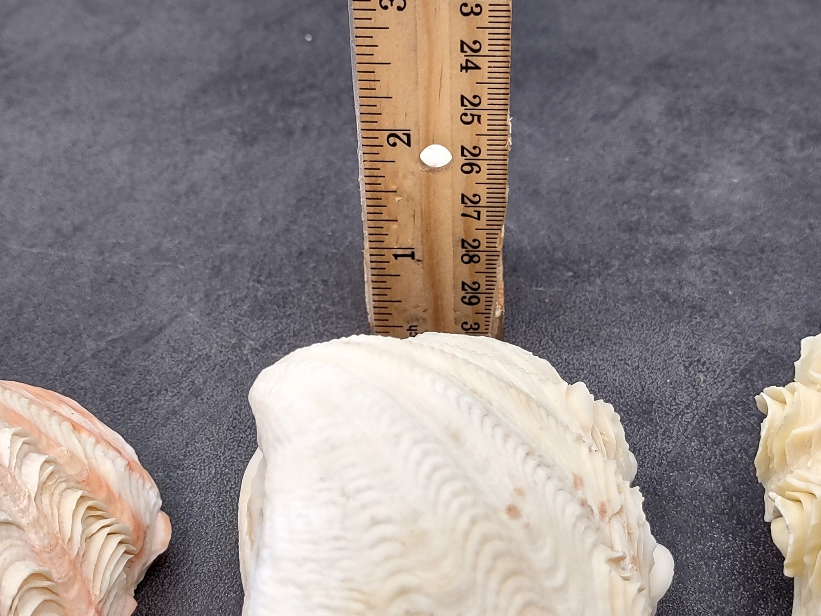 Derasa Clam Seashell White Tridacna Derasa (1 shell approx. 3+ inches)