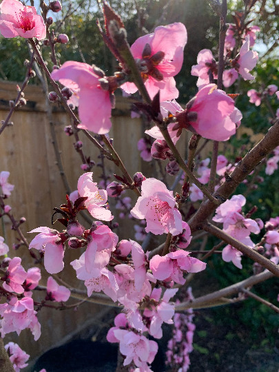 Nectaplum ( 5 scions)