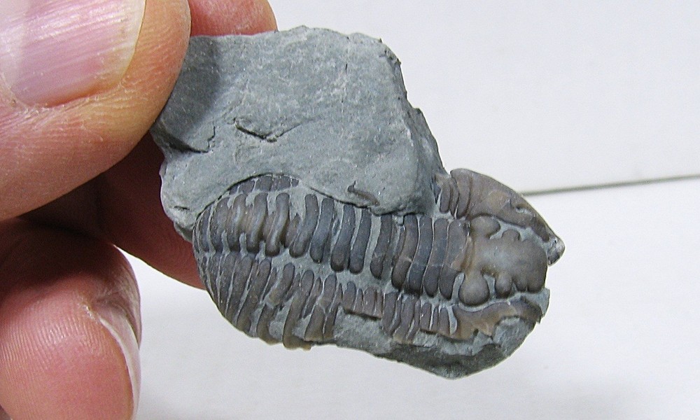Flexicalymene Trilobite #31