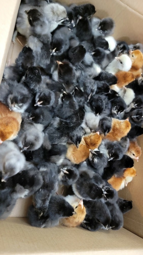 10+ Barnyard Mix Hatching Eggs | Assorted Mix Rare Breeds | TN NPIP CERTIFIED