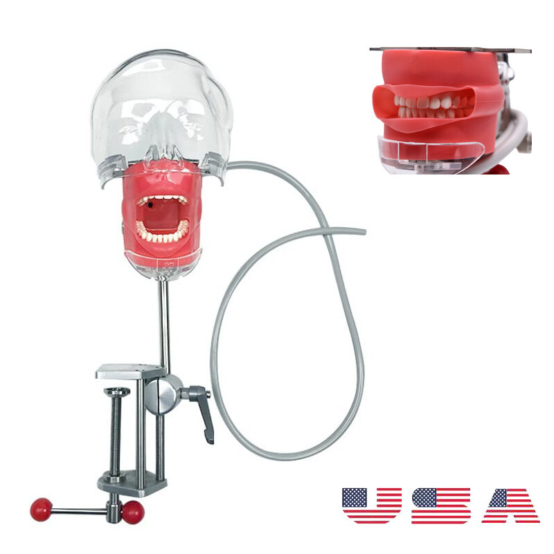 Dental Simulator Manikin Phantom Head Model with Removable Teeth for Training-US