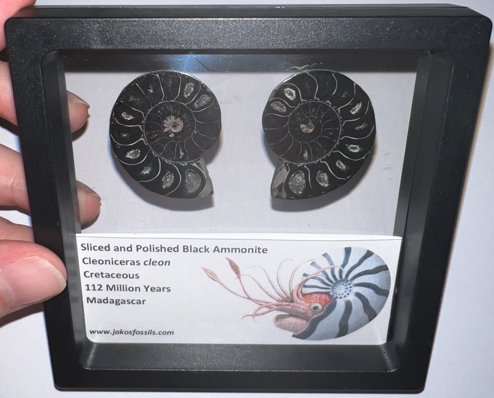 SUPER RARE Sliced Framed BLACK AMMONITE Lot Dinosaur Era Fossil One Per Order