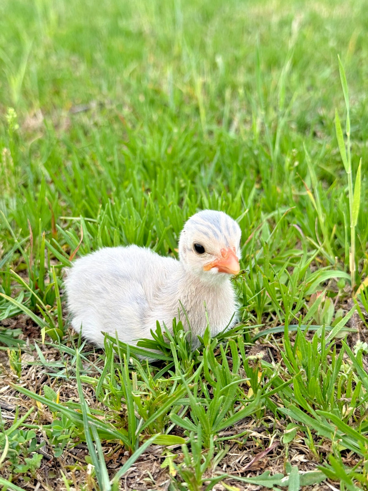 12+ Absorted Guinea Fowl Hatching Egg