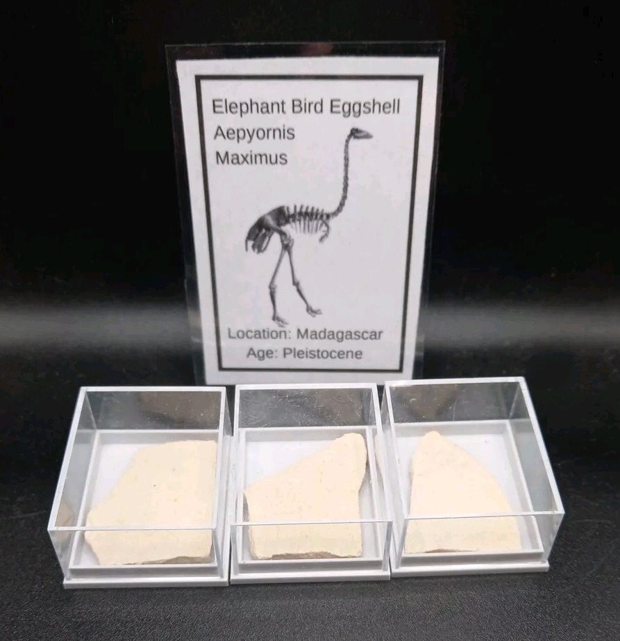 Fossil Elephant Bird Eggshell~Aepyornis~Madagascar Display Case