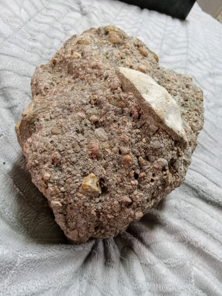 Clam? Fossil On Matrix