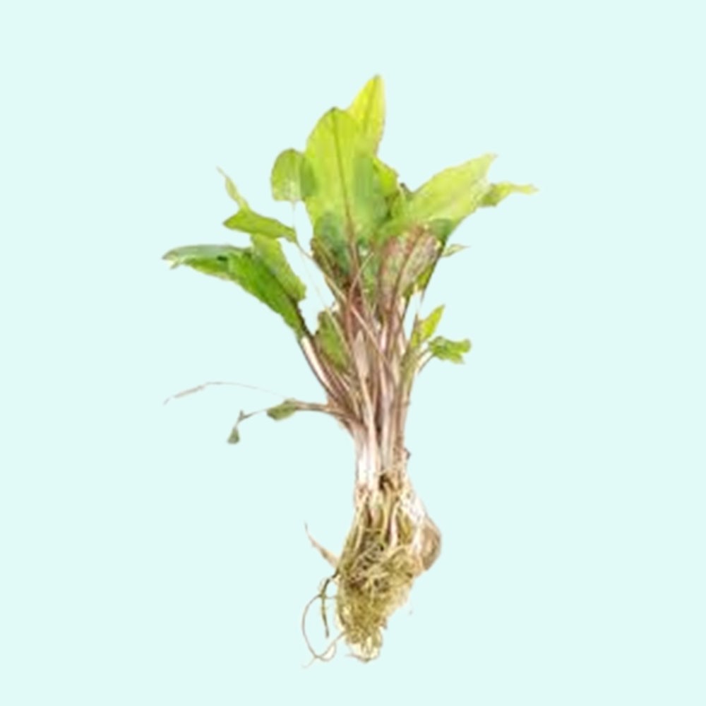 Cryptocoryne Wendtii Green Bare Root