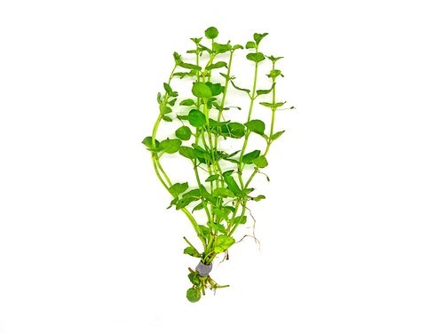 LOW TECH Aquarium Plant Mint Charlie (Micromeria Brownei) Bunch BUY 2 GET 1 FREE