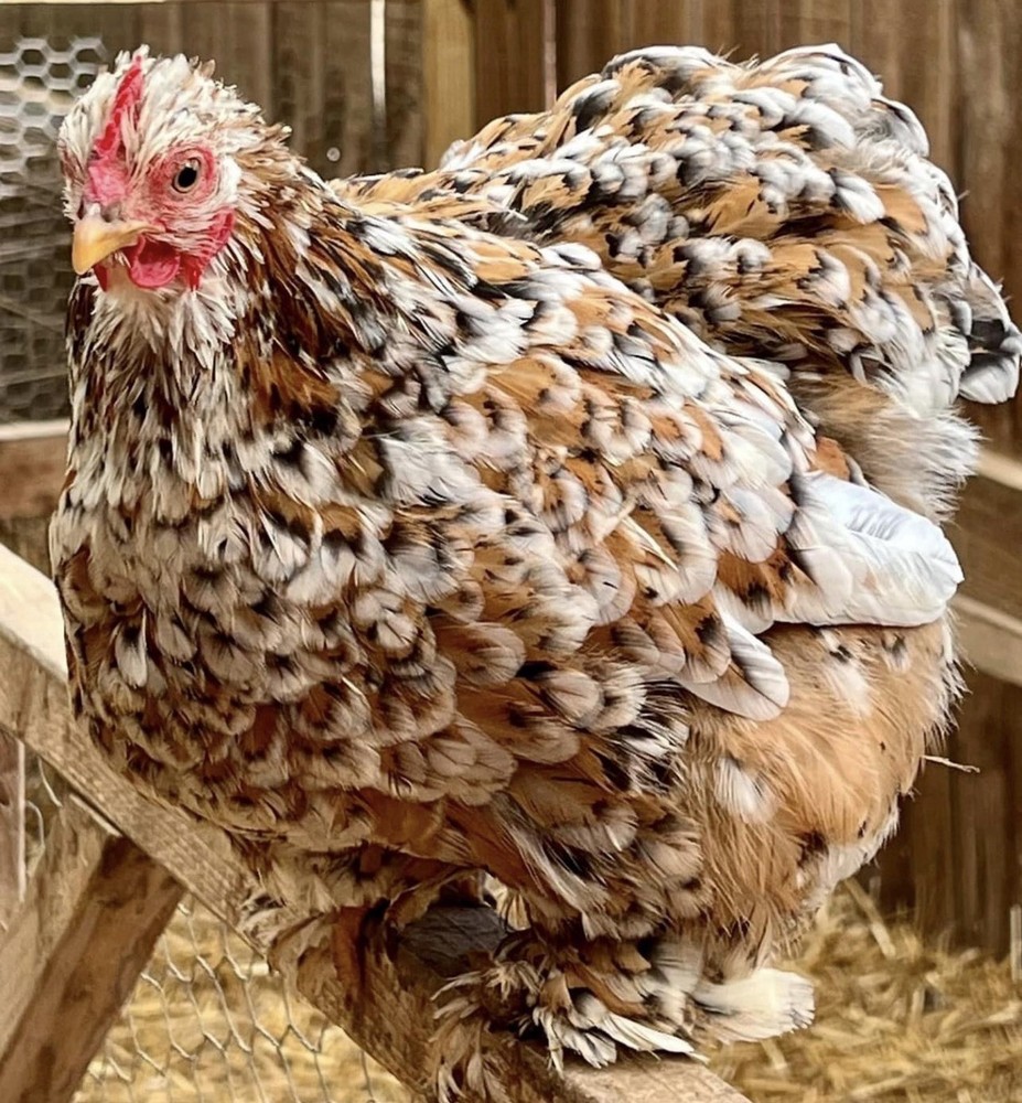 Cochin Bantam Mille Fleur Hatching Eggs One dozen