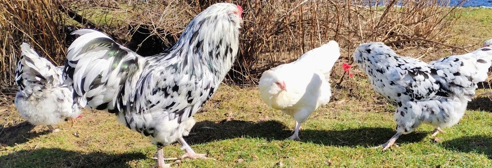 Ermine Ameraucana hatching eggs (12+)