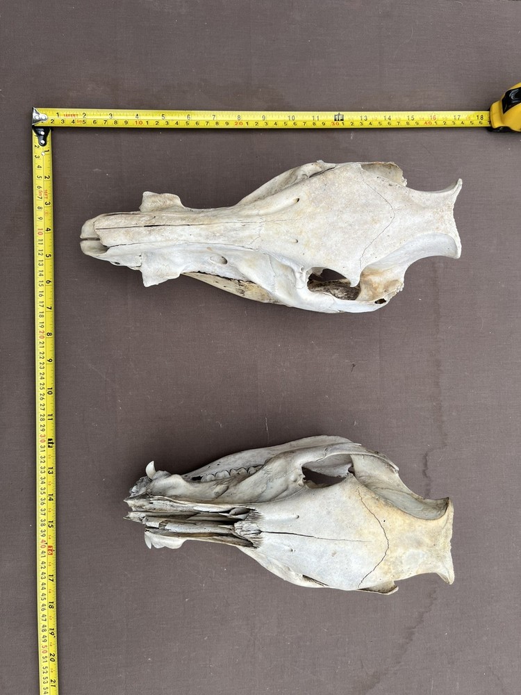 Real Authentic Texas Pig Hog Skulls With Lower Jaw Bone